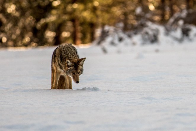 20160108-Yosemite-late-070